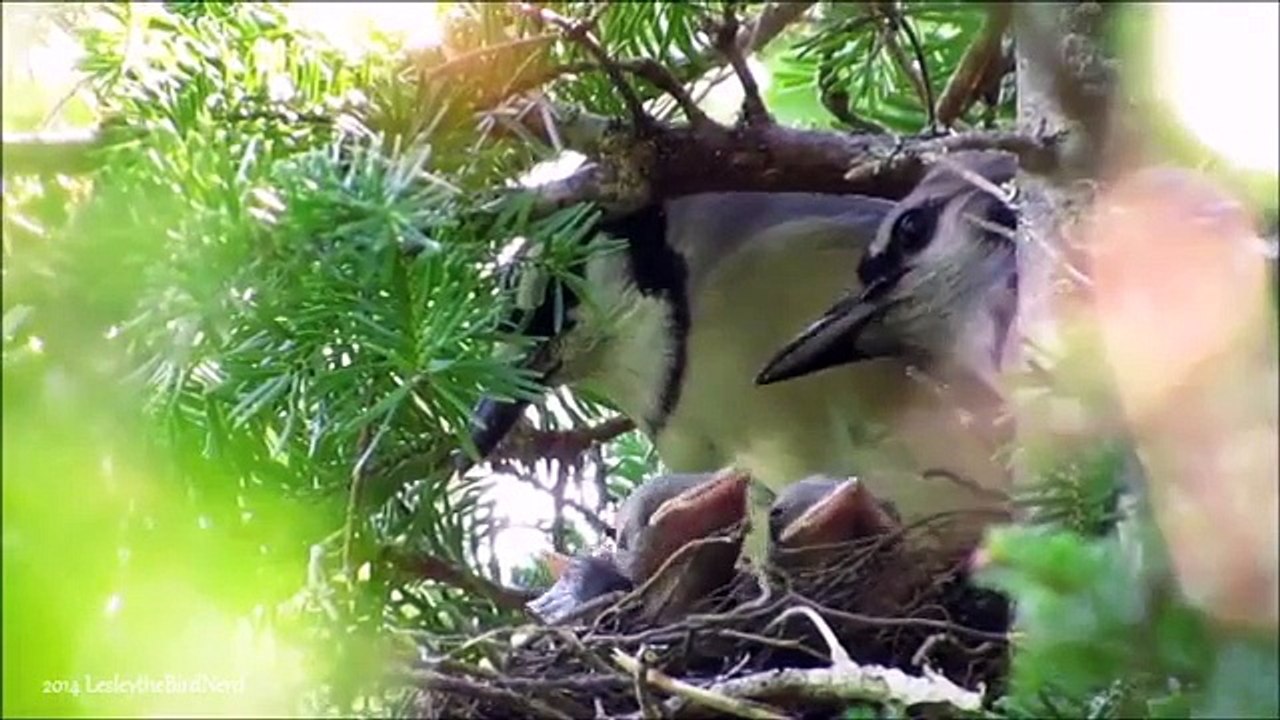 Blue Jay Nest - 10 and 11 Days Since Hatch