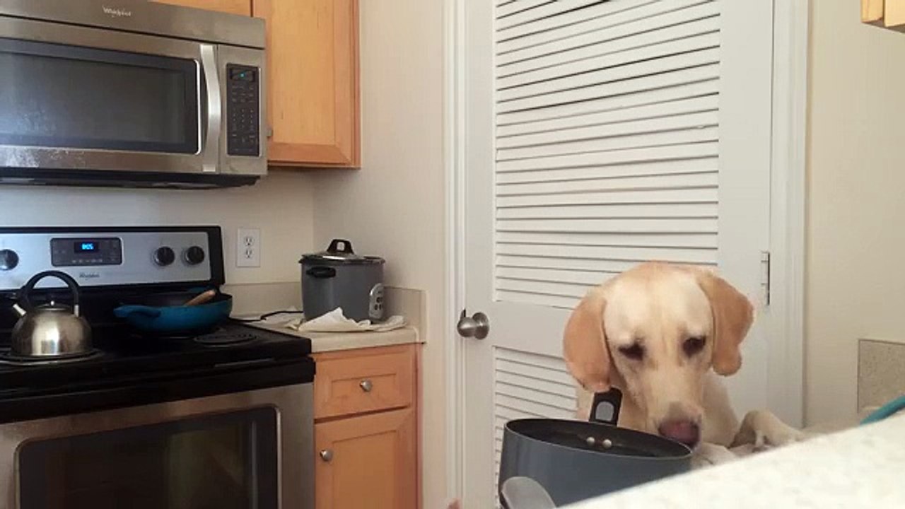 Dog Steals Food Like An FBI Agent, and Knows Double Check.