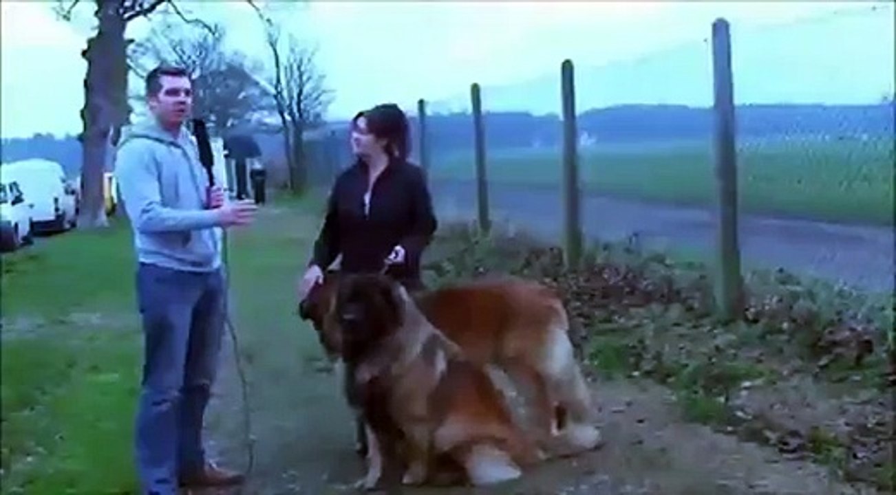 Dog interview fail - Video Dailymotion