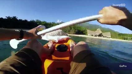 GoPro video shows pelican learning to fly and fish with help from humans