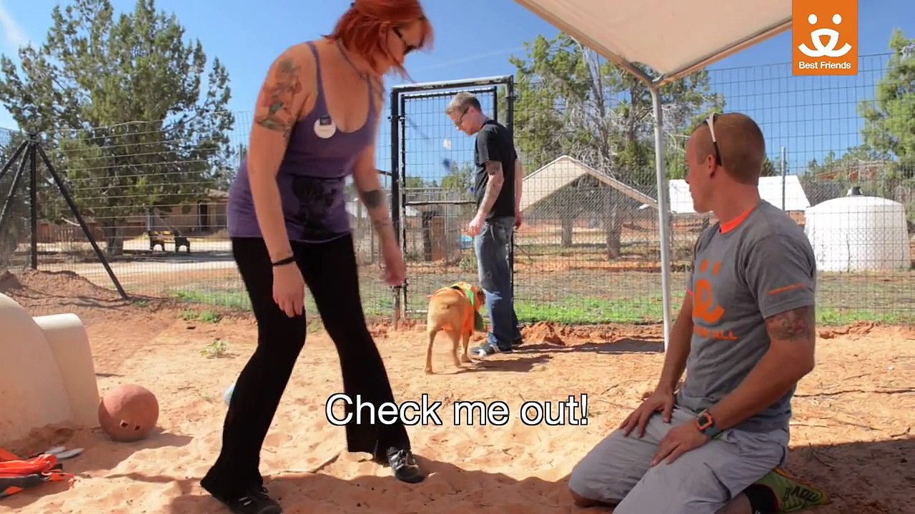Cette chienne de refuge a peur de tout... jusqu'à ce qu'ils fassent UNE chose en particulier