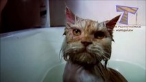 Cats just dont want to bathe - Funny cat bathing compilation