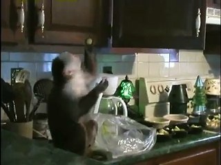 Monkey Caught Stealing Grapes -