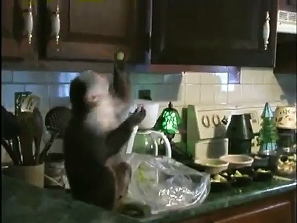 Monkey Caught Stealing Grapes -