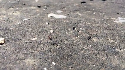 Walking ant in slow-motion