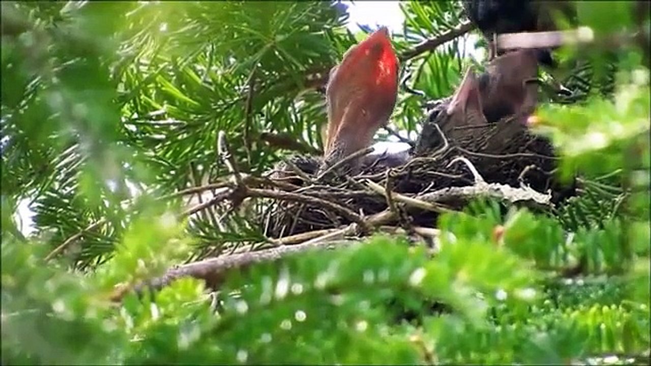 Blue Jay Nest - 12 Days Since Hatch