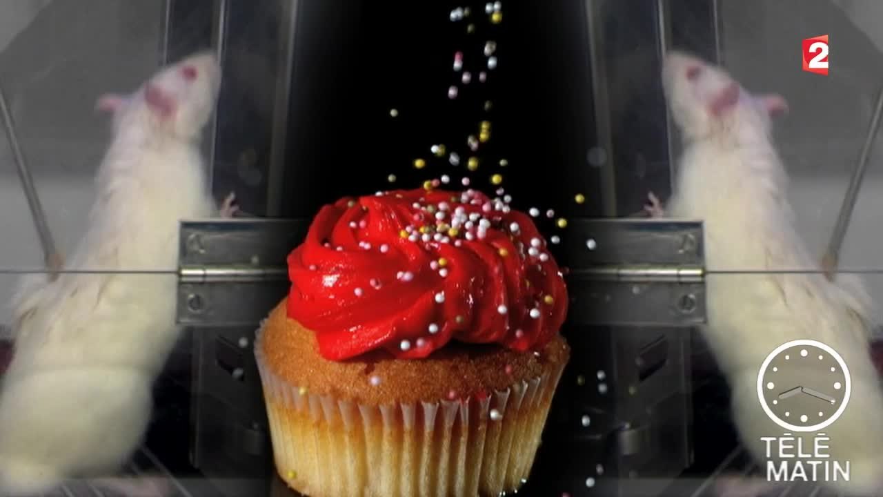 Sciences - Sucre et dépendance - 2015/11/11