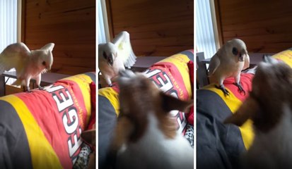 Papağan Köpekle Oynadı