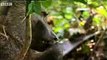 Baboons vs chimpanzees - BBC wildlife