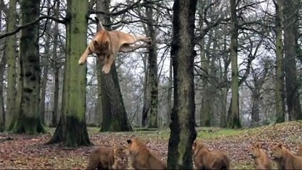 'Flying' lions of Longleat Safari Park