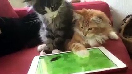 Cat trying to catch mice