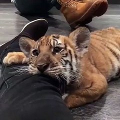 The little Tiger is getting bored