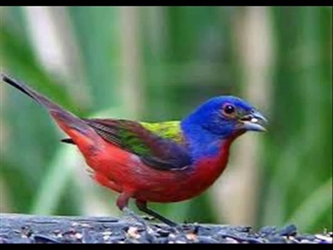 Chanson LE PETIT OISEAU DE TOUTES LES COULEURS