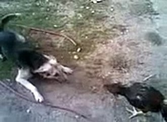 Kurdish Kangal vs.Kurdish Cock Fight