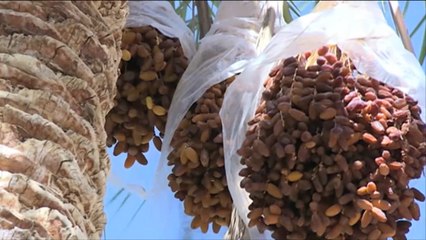 ارتفاع إنتاجية التمور بتونس ومخاوف تسويق الفائض