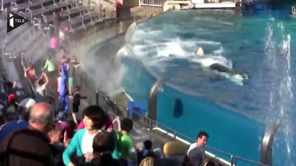 Etats-Unis: Le parc SeaWorld met fin à son attraction avec les orques