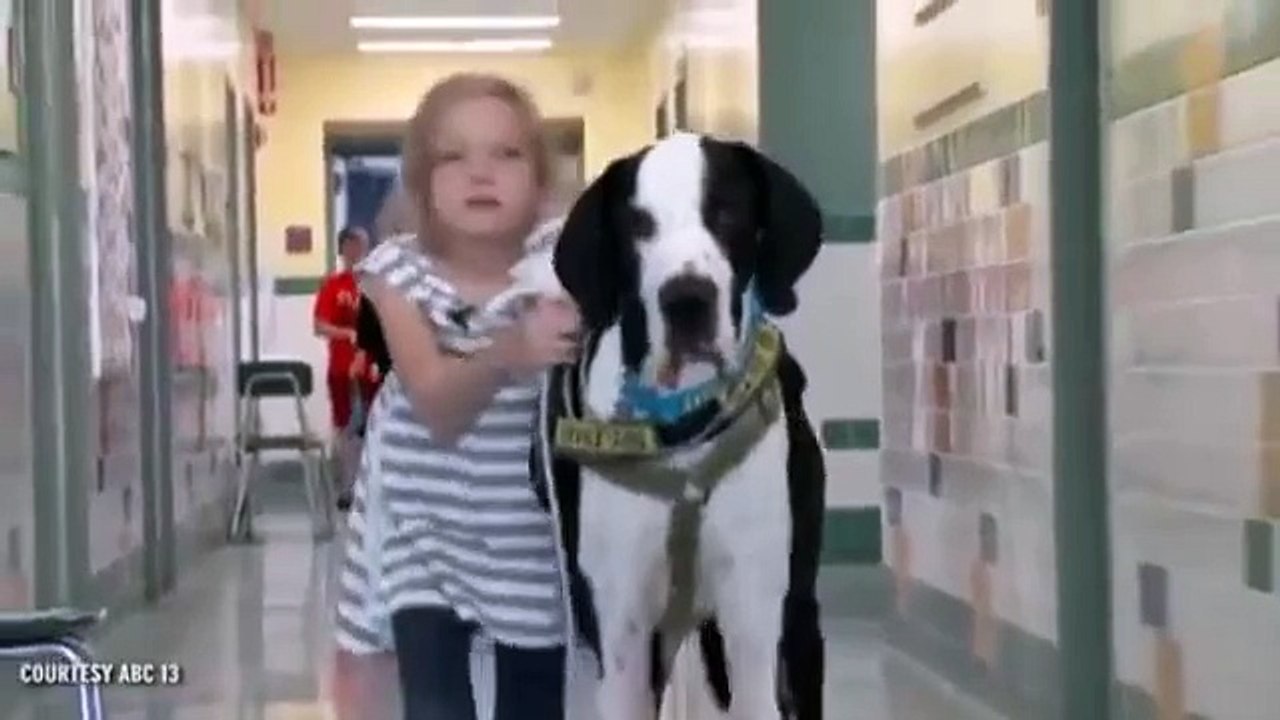 Une petite fille remarche grâce à son chien