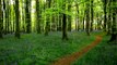 Relax in a Tranquil Bluebell Wood w/o Music-Sounds of Nature-Bird Song-Forest-3D Trees-Daw