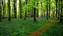 Relax in a Tranquil Bluebell Wood w/o Music-Sounds of Nature-Bird Song-Forest-3D Trees-Daw