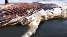 Karachi Beach Giant Weird Creature found