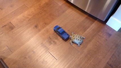 Tortoise vs. Truck