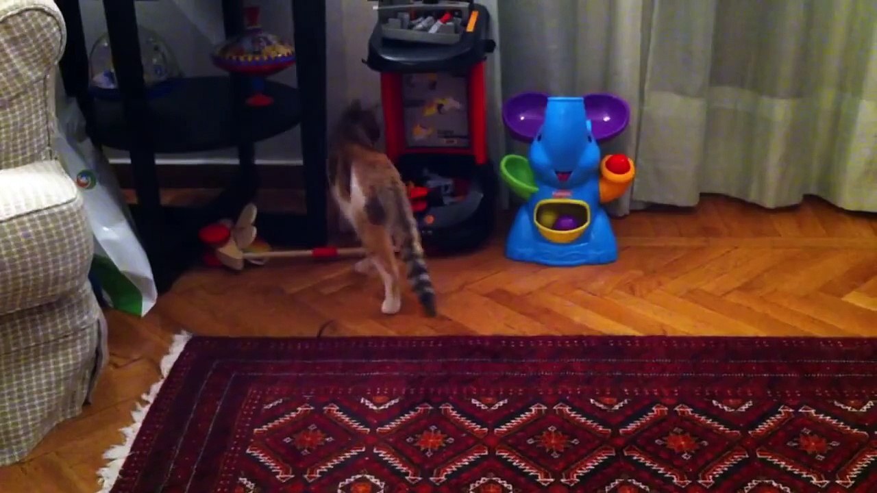 Cat goes boink!