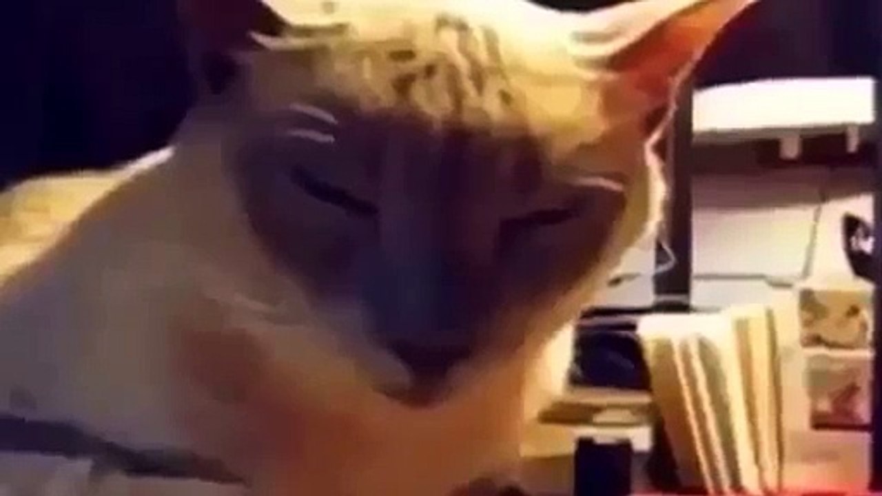 Funny Cats Compilation