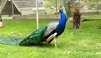 WhatsApp Good Morning Video Amazing Peacock Dance