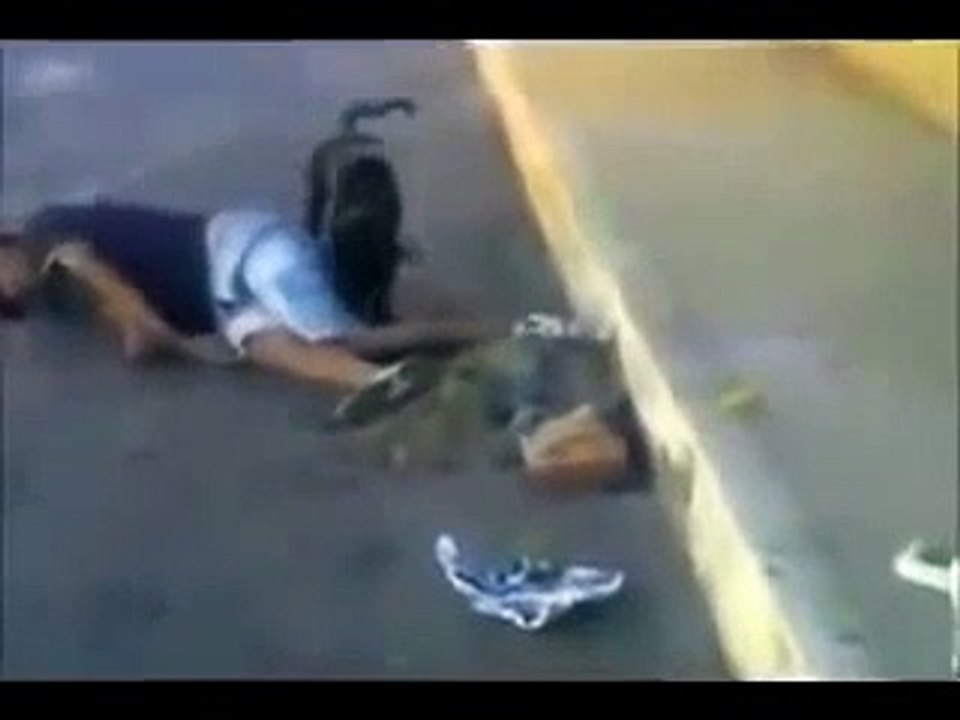 whatsapp videos funny dog