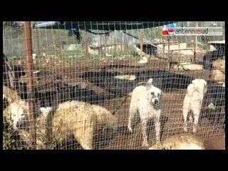 Tg Antenna Sud - A Santeramo il canile degli orrori