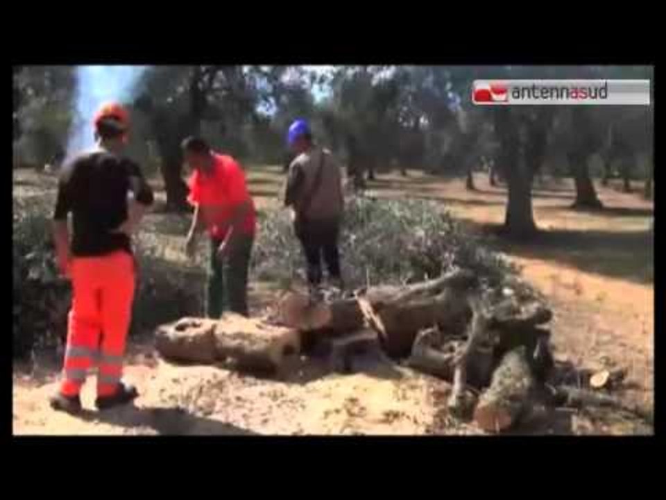 Tg Antenna Sud - La xylella avanza, a rischio uliveti del Barese