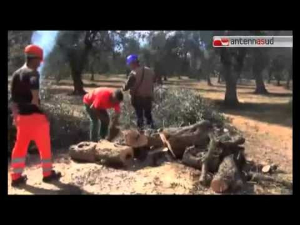 Tg Antenna Sud - Xylella, nuovi blocchi stradali  in Salento