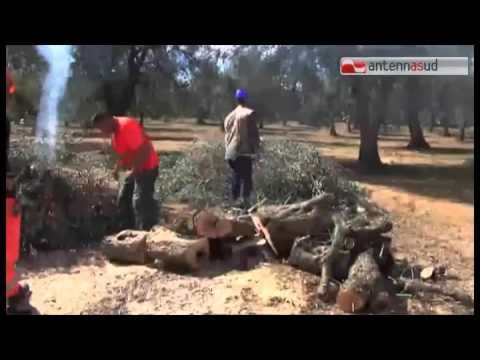 Tg Antenna Sud - Xylella, il Tar Lazio ferma le ruspe