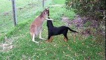 This dog and kangaroo are the most unlikely friends.