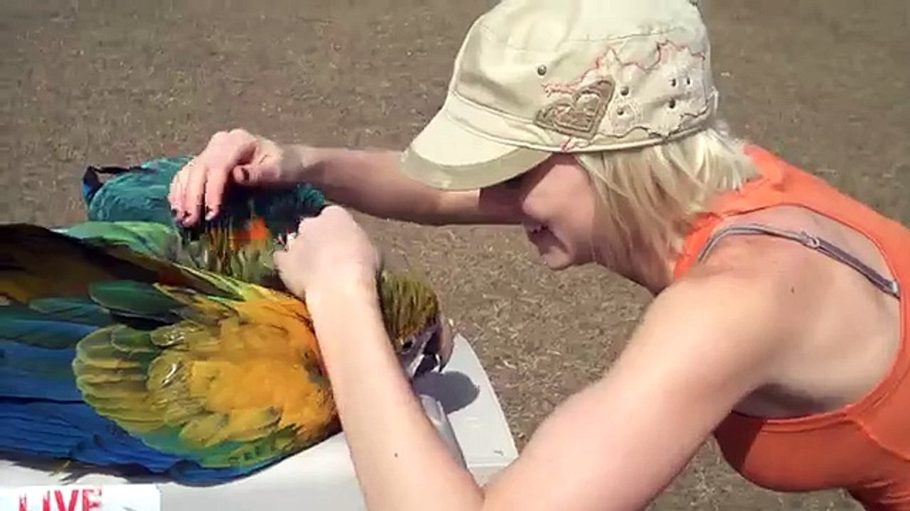 Flocking Parrots With Beautiful Girl