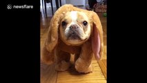Mini French Bulldog dresses up and dances to hip hop