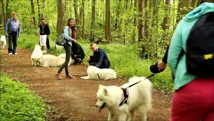 Moments magiques avec mes samoyèdes Inata et Hatchi