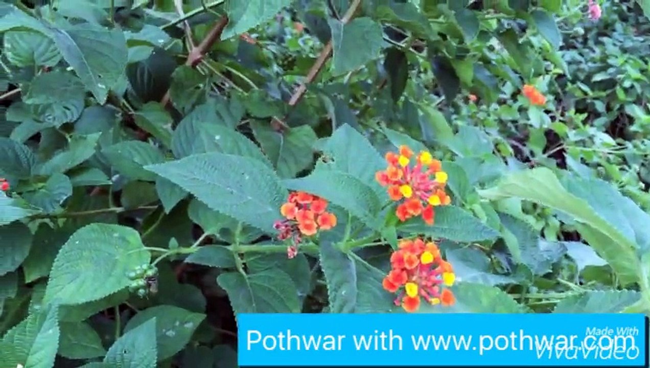 wheat in pothwar