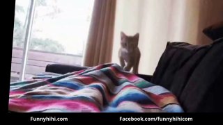 FUNNY CATS Funny animals Funny cat videso Funny animals compilation
