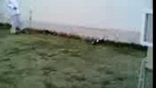 Le mouton Dribleur