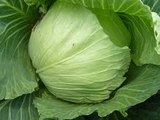 Health Benefits of Cabbage For Pregnant Women