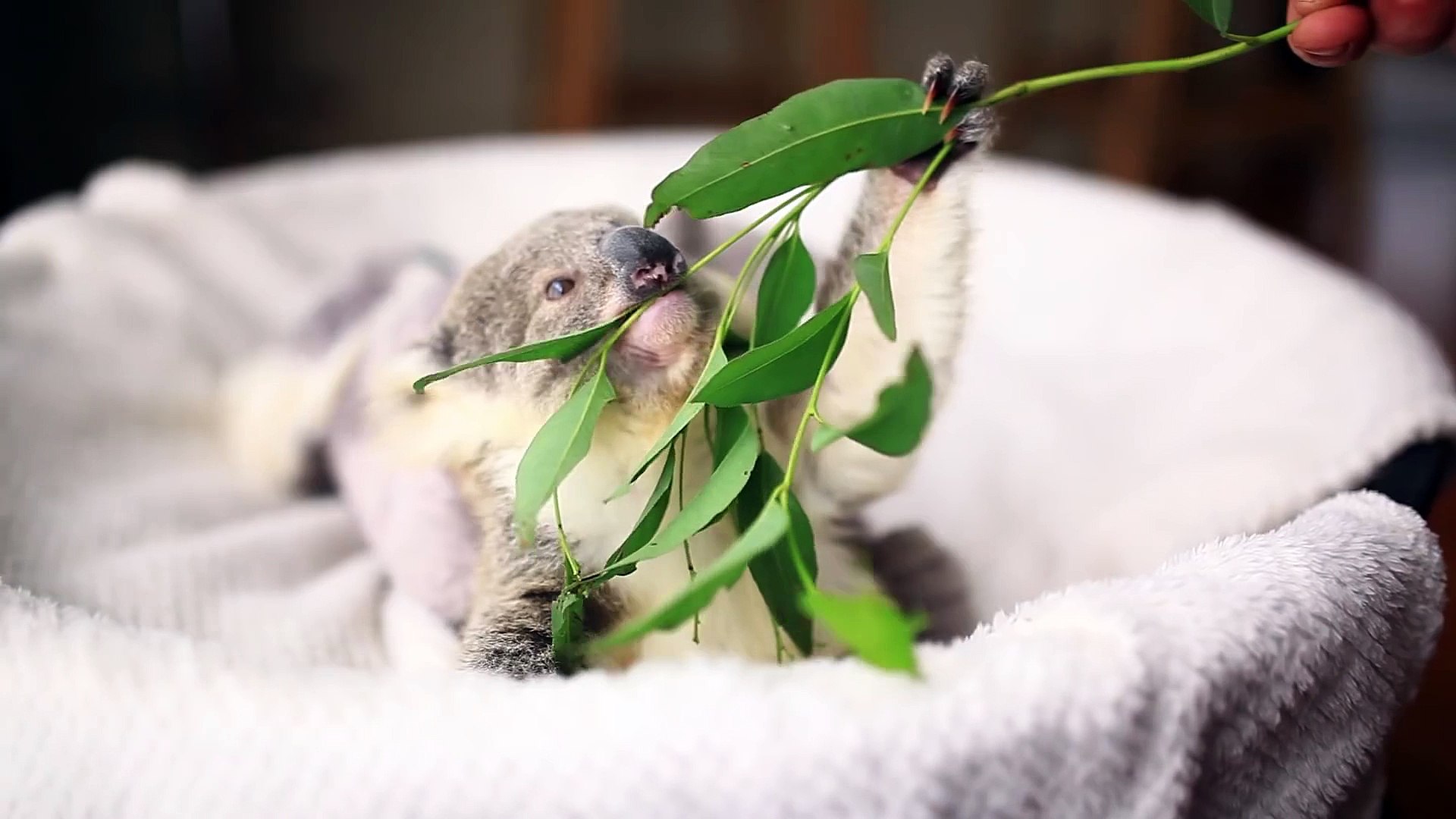 Un Bebe Koala Adorable Mange Sa Premiere Feuille D Eucalyptus Video Dailymotion