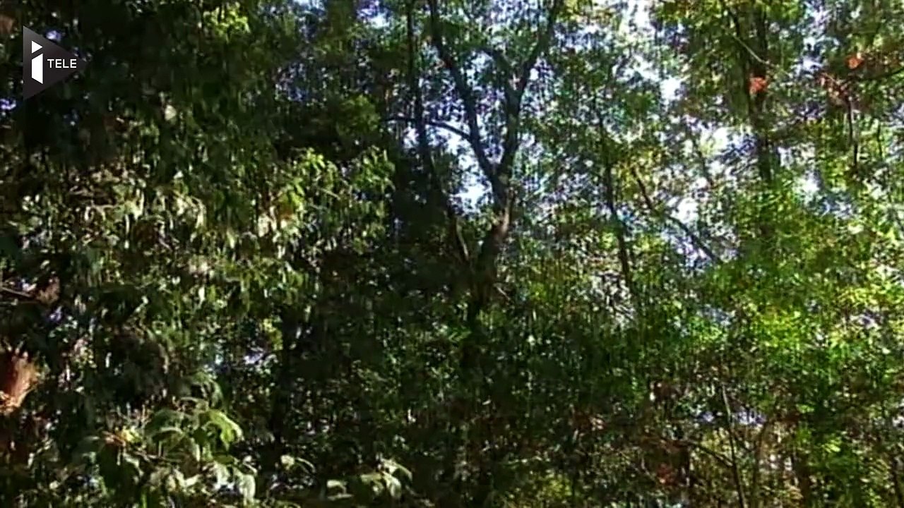 Déclaré mort depuis 5 ans, un médecin vivait dans une forêt