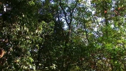 Déclaré mort depuis 5 ans, un médecin vivait dans une forêt