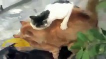 CATS MATING Compilation Videos- Best Funny Animals Mating