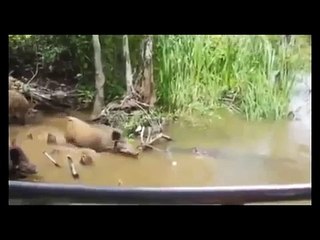 Crocodile Attack Warthog ✰Amaizing Video +18