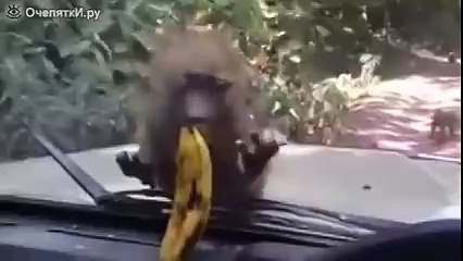 Обезьяна и банан за стеклом