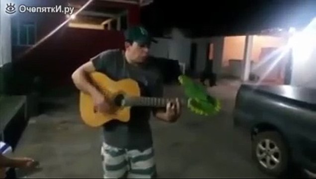 Попугай свистит и поёт под гитару