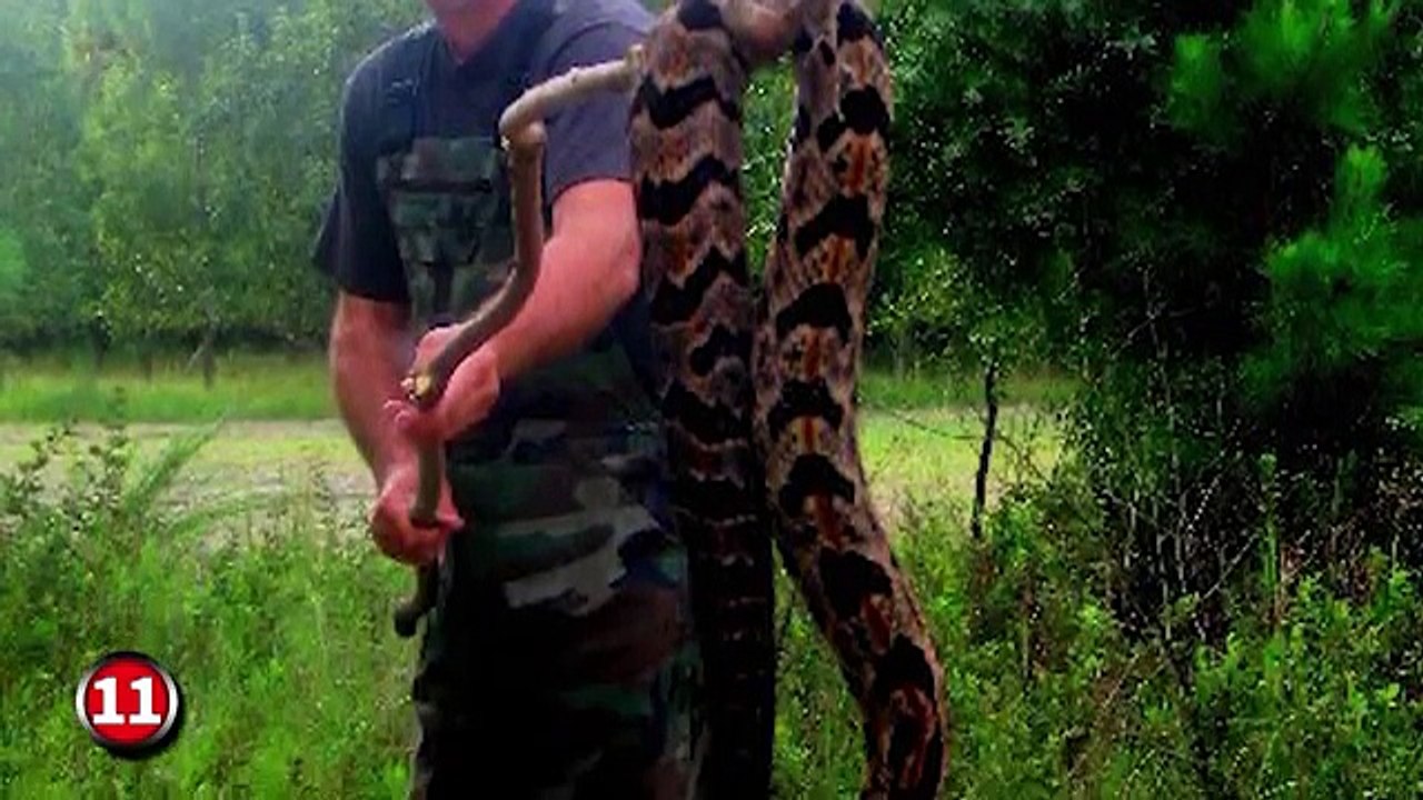 13 Biggest Snake
