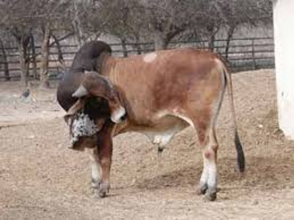 anaconda eats cow